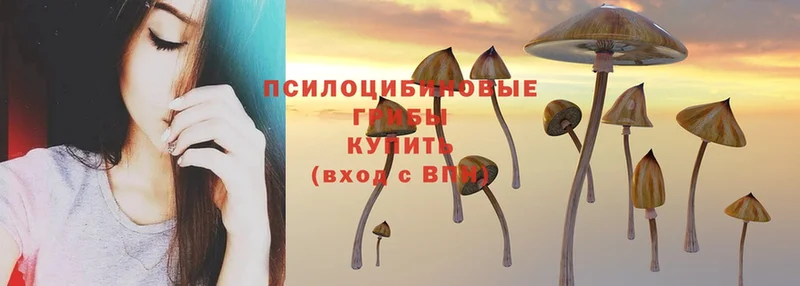 даркнет сайт  Калач  Галлюциногенные грибы Magic Shrooms 